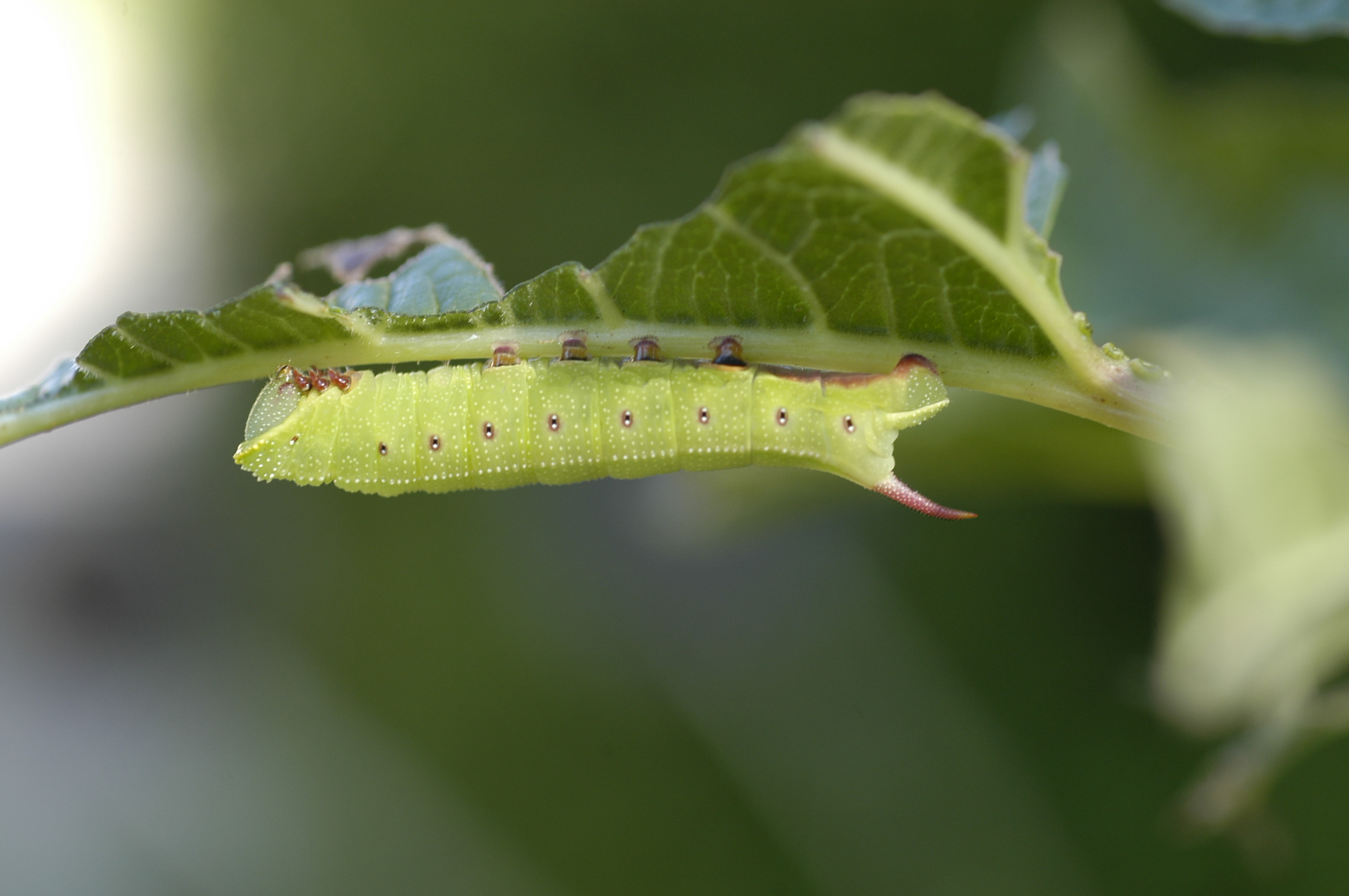 hummingbird sphinx caterpillar